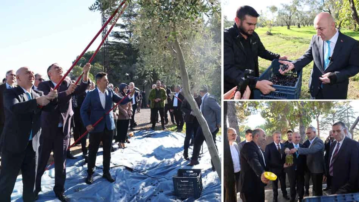 DARICA BELEDİYESİ İLE GEBZE TEKNİK ÜNİVERSİTESİ ZEYTİN YETİŞTİRDİ