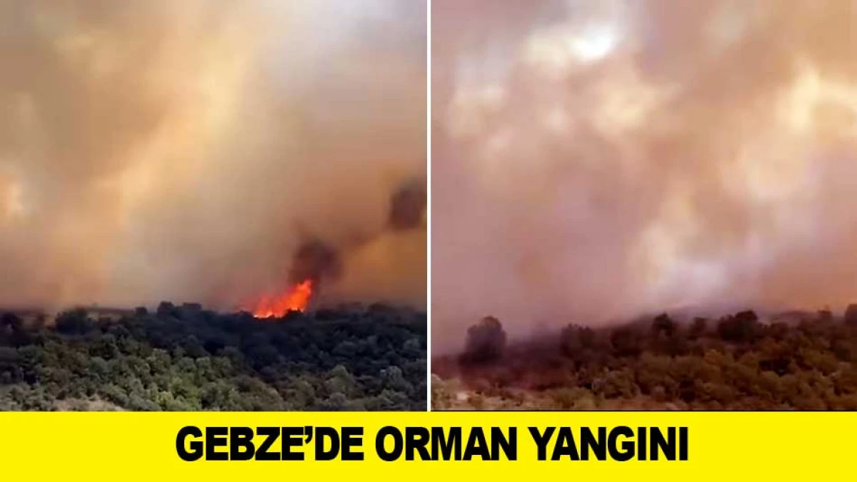 GEBZE'DE ORMAN YANGINI