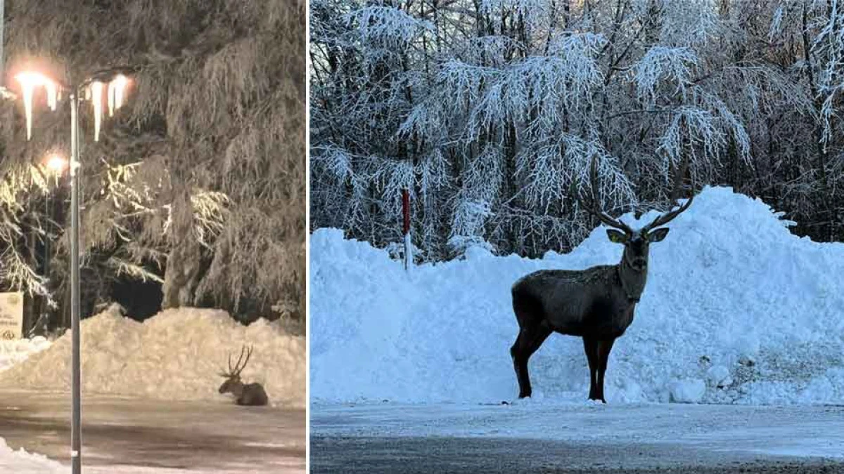 KOCAELİLİ GEYİĞİ B&Uuml;Y&Uuml;KAKIN PAYLAŞTI